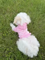 Demi, a female Maltipoo for sale in St. Louis, MO – 2 of 10