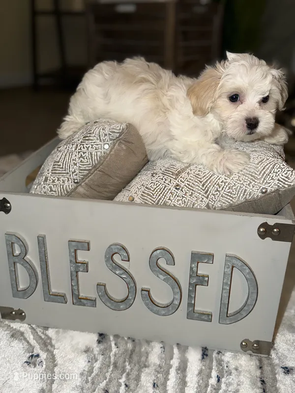 Demi – Maltipoo puppy for sale in St. Louis, MO