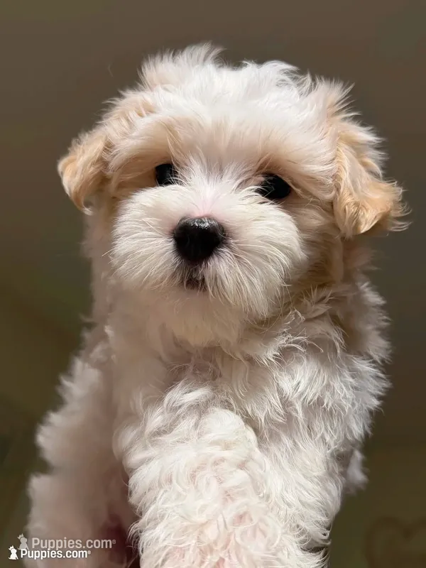Dylan – Maltipoo puppy for sale in St. Louis, MO