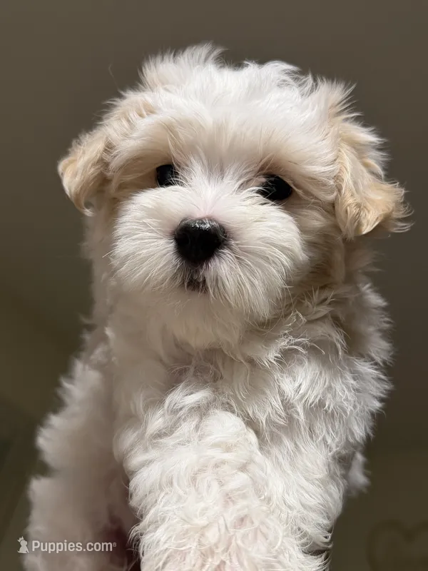 Dylan – Maltipoo puppy for sale in St. Louis, MO