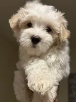 Dylan, a male Maltipoo for sale in St. Louis, MO – 9 of 10