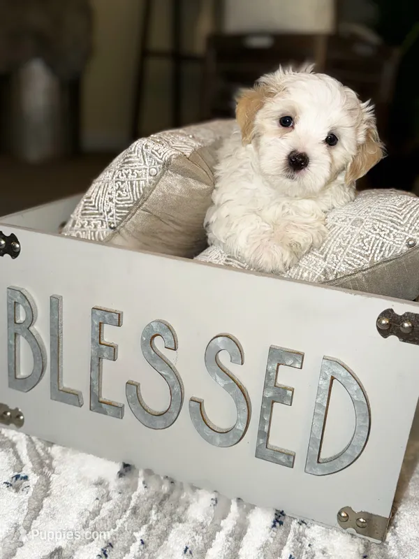 Dylan – Maltipoo puppy for sale in St. Louis, MO