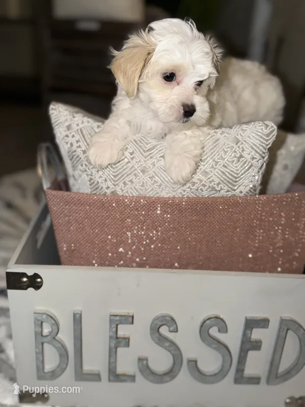 Demi – Maltipoo puppy for sale in St. Louis, MO