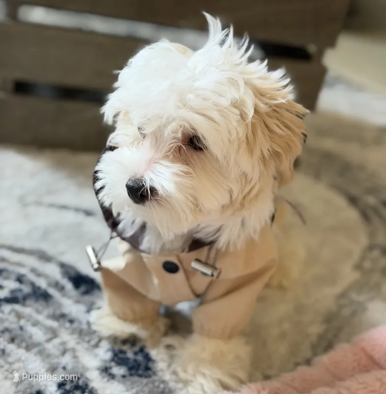 Dylan – Maltipoo puppy for sale in St. Louis, MO