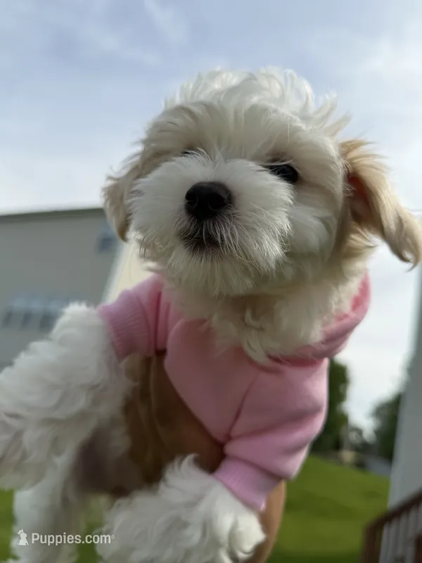 Demi – Maltipoo puppy for sale in St. Louis, MO