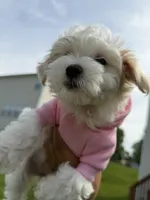 Demi, a female Maltipoo for sale in St. Louis, MO – 1 of 10