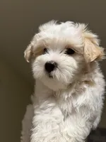 Dylan, a male Maltipoo for sale in St. Louis, MO – 4 of 10