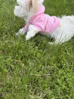 Demi, a female Maltipoo for sale in St. Louis, MO – 4 of 10