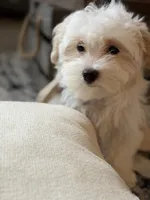 Dylan, a male Maltipoo for sale in St. Louis, MO – 3 of 7