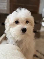 Dylan, a male Maltipoo for sale in St. Louis, MO – 6 of 7