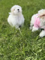 Demi, a female Maltipoo for sale in St. Louis, MO – 7 of 10