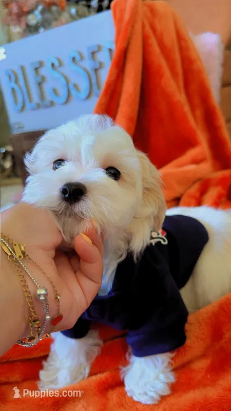 Dylan – Maltipoo puppy for sale in St. Louis, MO