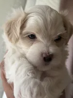 Demi, a female Maltipoo for sale in St. Louis, MO – 8 of 8