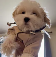 Dylan, a male Maltipoo for sale in St. Louis, MO – 4 of 7
