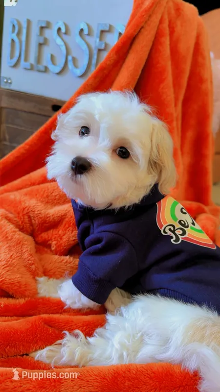 Dylan – Maltipoo puppy for sale in St. Louis, MO