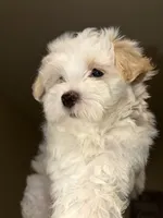 Dylan, a male Maltipoo for sale in St. Louis, MO – 10 of 10