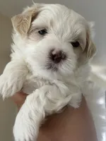 Dylan, a male Maltipoo for sale in St. Louis, MO – 5 of 10