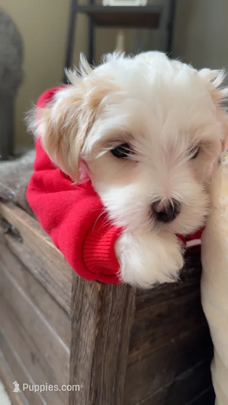 Dylan – Maltipoo puppy for sale in St. Louis, MO
