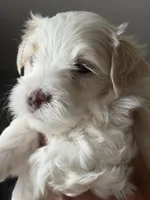 Dylan, a male Maltipoo for sale in St. Louis, MO – 3 of 8