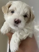 Dylan, a male Maltipoo for sale in St. Louis, MO – 2 of 8