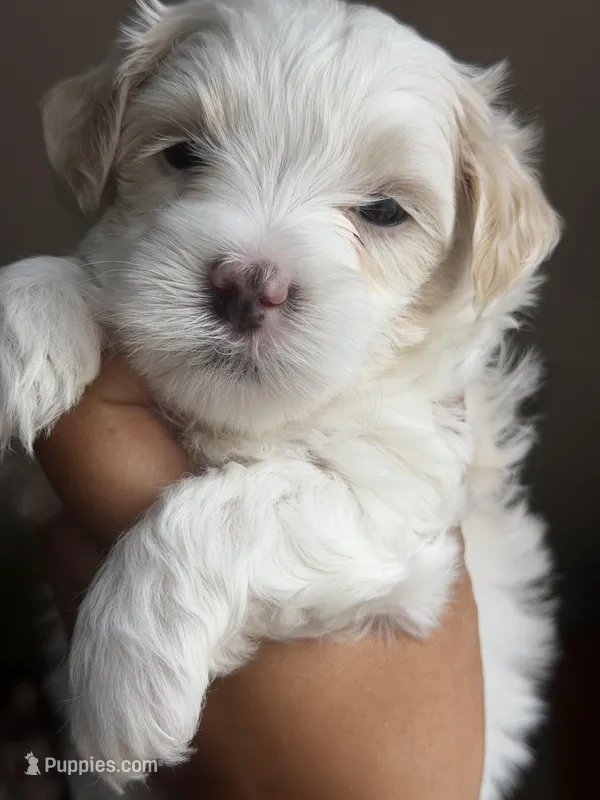 Dylan – Maltipoo puppy for sale in St. Louis, MO