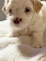 Dylan, a male Maltipoo for sale in St. Louis, MO – 5 of 8