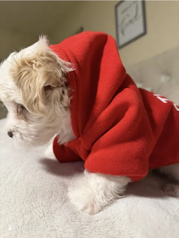 Dylan – Maltipoo puppy for sale in St. Louis, MO