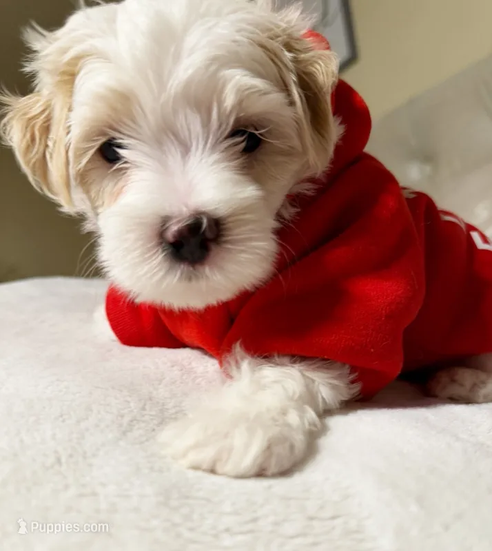 Dylan – Maltipoo puppy for sale in St. Louis, MO