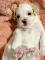 Demi, a female Maltipoo for sale in St. Louis, MO – 4 of 8