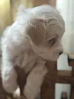 Demi, a female Maltipoo for sale in St. Louis, MO – 6 of 8