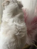 Demi, a female Maltipoo for sale in St. Louis, MO – 3 of 8