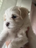 Demi, a female Maltipoo for sale in St. Louis, MO – 1 of 8