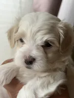 Demi, a female Maltipoo for sale in St. Louis, MO – 2 of 8
