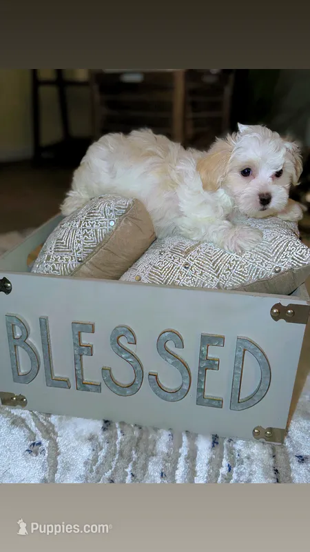 Dylan – Maltipoo puppy for sale in St. Louis, MO