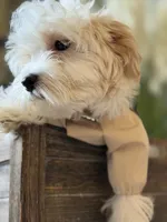 Dylan, a male Maltipoo for sale in St. Louis, MO – 7 of 7