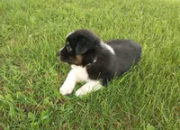 Gray collar aka George Washington , a male Australian Shepherd for sale in Wonewoc, WI – 7 of 10
