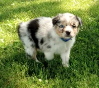 Blue collar aka Hazelnut, a female Australian Shepherd for sale in Wonewoc, WI – 2 of 8