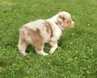Dark pink collar aka tiny, a female Australian Shepherd for sale in Wonewoc, WI – 7 of 9