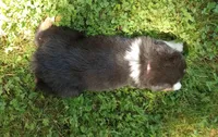 Light pink collar aka Poppy , a male Australian Shepherd for sale in Wonewoc, WI – 6 of 7