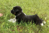 Gray collar aka George Washington , a male Australian Shepherd for sale in Wonewoc, WI – 6 of 10