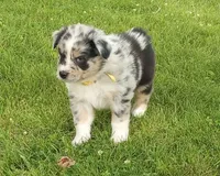 Yellow collar, a female Australian Shepherd for sale in Wonewoc, WI – 3 of 7