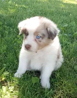 Orange collar aka copper, a female Australian Shepherd for sale in Wonewoc, WI – 1 of 6