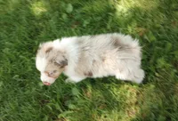Orange collar aka copper, a female Australian Shepherd for sale in Wonewoc, WI – 5 of 6