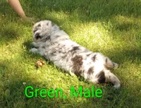 Green collar aka Hamilton, a male Australian Shepherd for sale in Wonewoc, WI – 6 of 6
