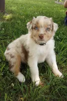 Beige collar, a female Australian Shepherd for sale in Wonewoc, WI – 5 of 5