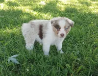 Orange collar aka copper, a female Australian Shepherd for sale in Wonewoc, WI – 4 of 6