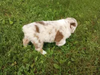 Beige collar, a female Australian Shepherd for sale in Wonewoc, WI – 3 of 5
