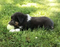 Light pink collar aka Poppy , a male Australian Shepherd for sale in Wonewoc, WI – 7 of 7