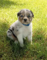 Blue collar aka Hazelnut, a female Australian Shepherd for sale in Wonewoc, WI – 5 of 8