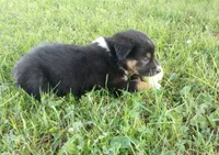 Light pink collar aka Poppy , a male Australian Shepherd for sale in Wonewoc, WI – 5 of 7